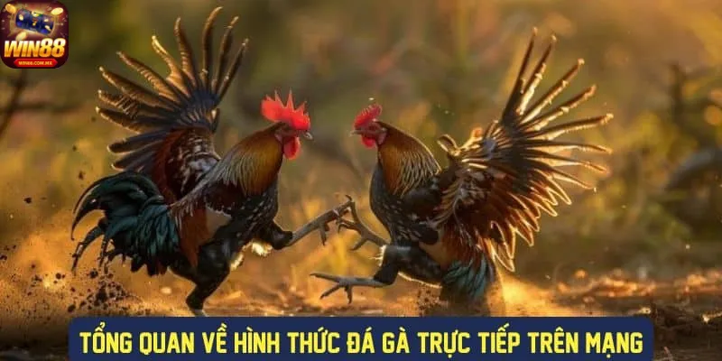 Giải mã mọi ý nghĩa về đá gà tre